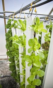 A vertical farming installation, white poles with leafy green lettuce growing from them.