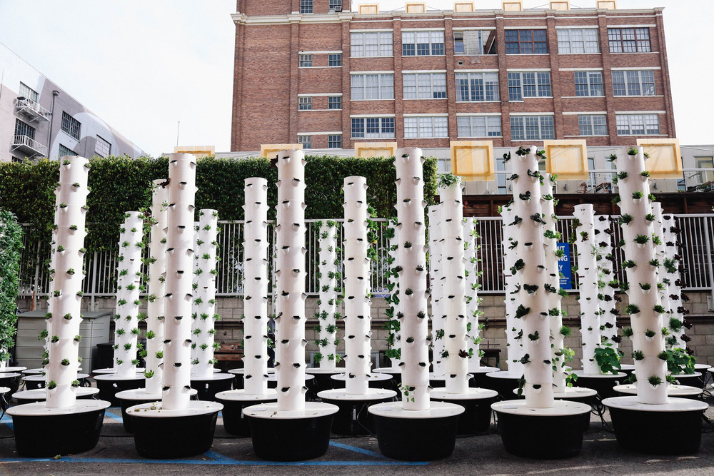 A vertical farming installation, white poles with lettuce plants growing from them.