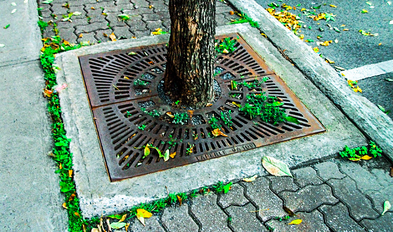 An urban tree and protective grate embedded in the sidewalk.