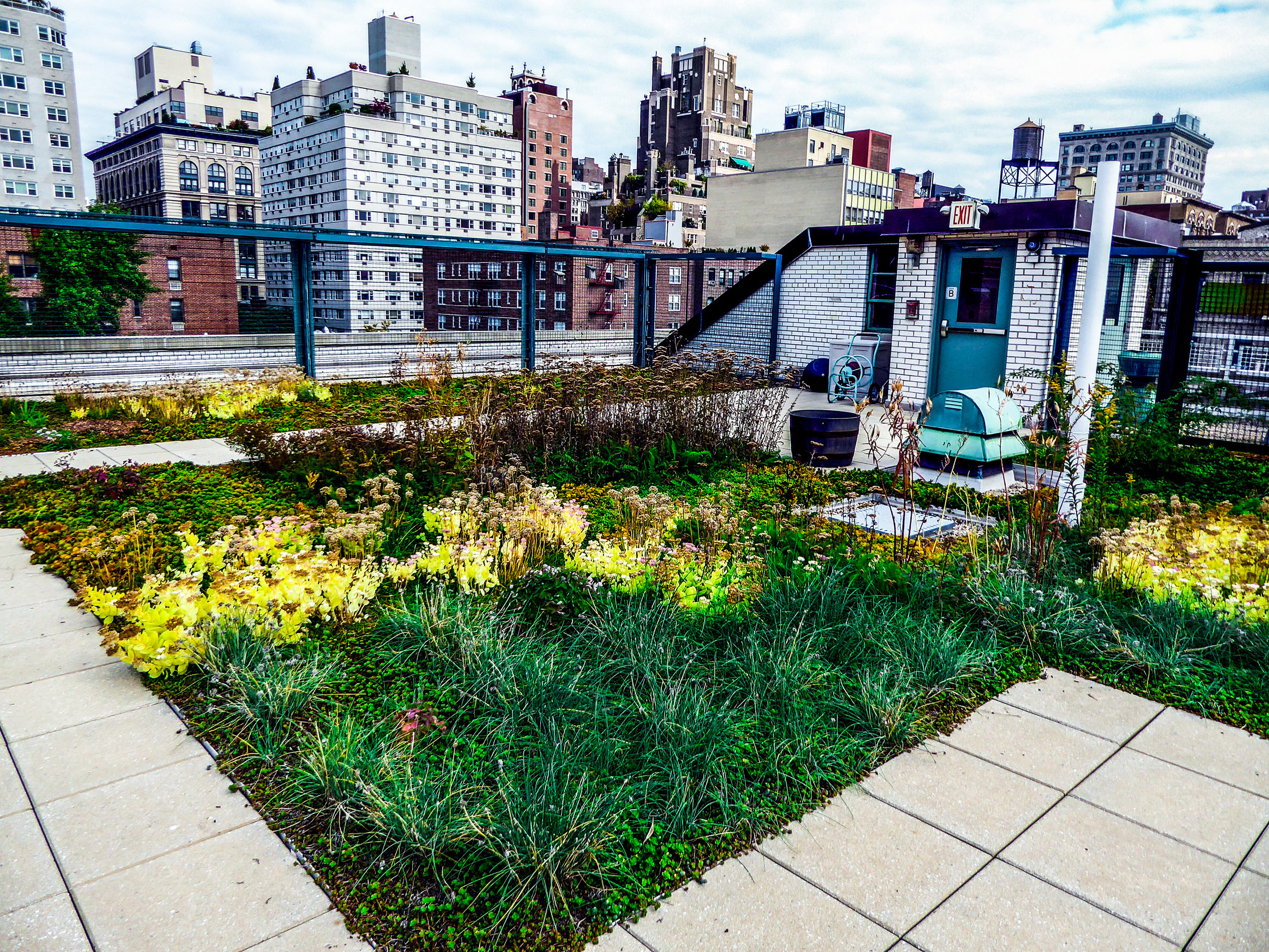 A views of a green roof with natural plantings, surrounded by taller buildings.