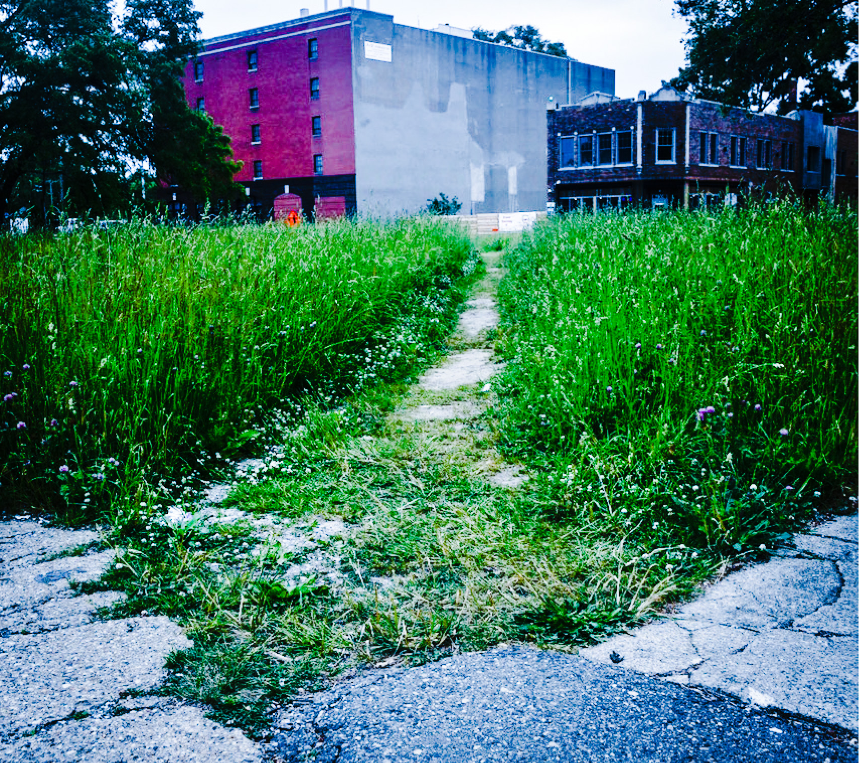 A photo of an informal footpath in Detroit.